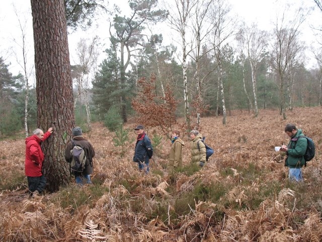 Reconnaissance des arbres 061